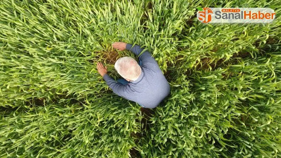 Süne ile mücadele başladı