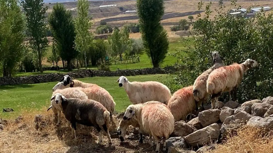 'Sürüden ayrılan koyunlar vatandaş ve jandarma iş birliği ile bulundu'