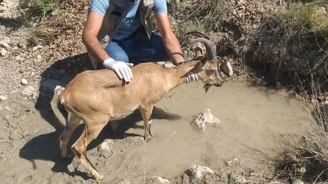 'Sürüye karışan yaban keçisi doğaya bırakıldı'