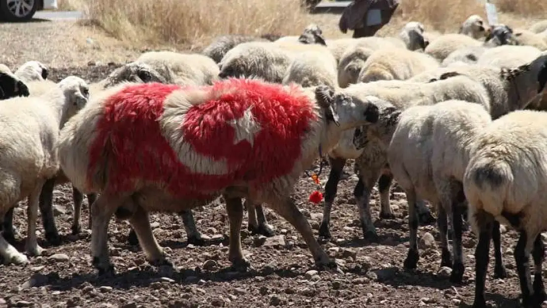 'Süslenen koçlar, koyunların arasına bırakıldı'