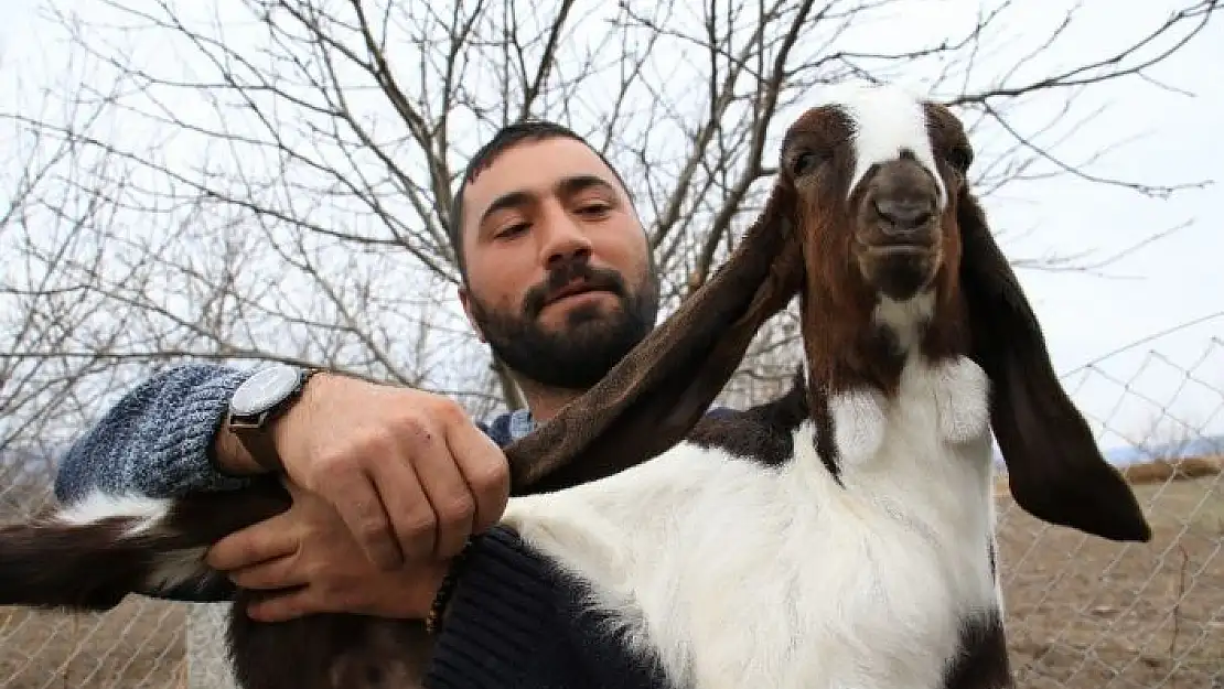 'Süt için aldığı keçiler, çift çift kuzulayınca sürü sahibi oldu'