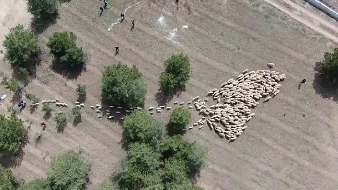 'Süt kuzuları onlarca koyun arasında annelerini kokularından tanıyor'