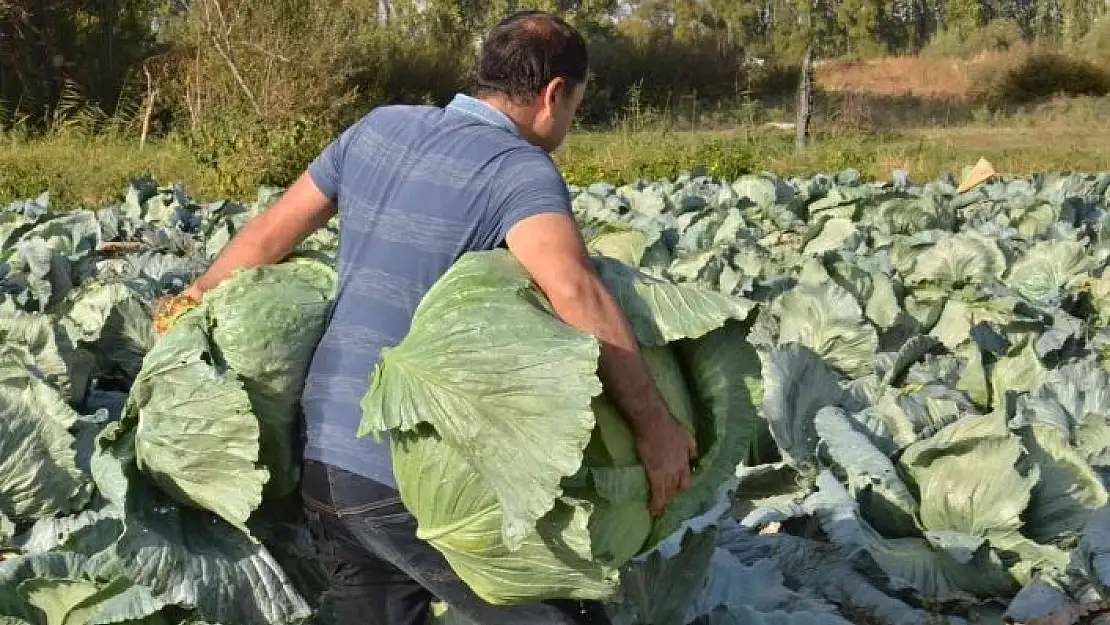 'Tanesi 50 kilo geliyor: Dev lahanaların hasadı başladı'