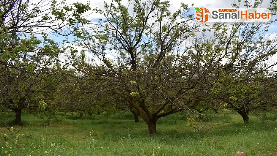 Tarım ilacı kayısı ağaçlarını kuruttu