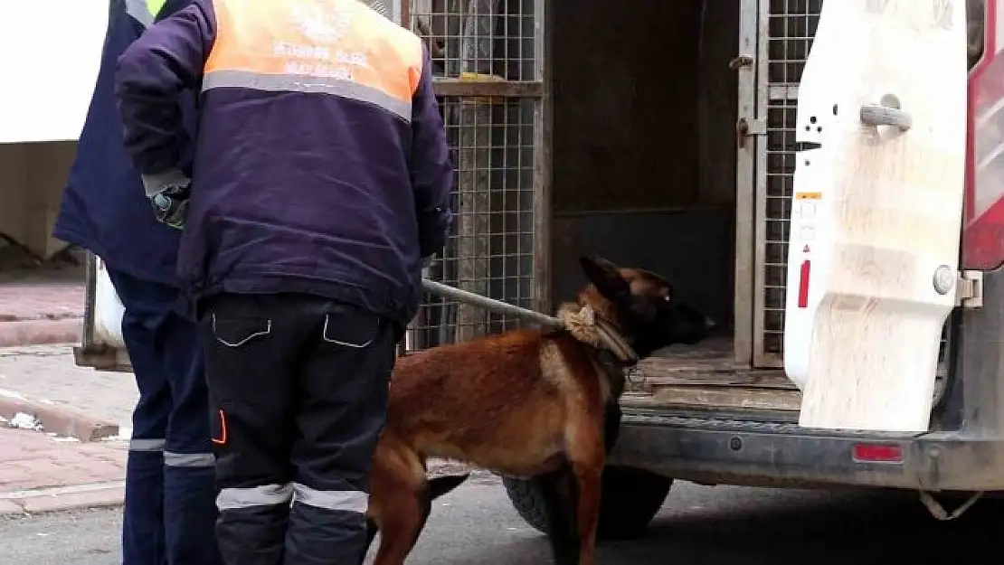 'Tasmalı köpek dehşet saçtı, 2si çocuk 4 kişiyi yaraladı'