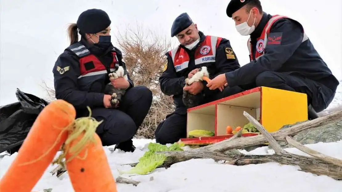 'Tavşan Adası´nın uzun kulaklı sakinleri jandarma tarafından besleniyor'