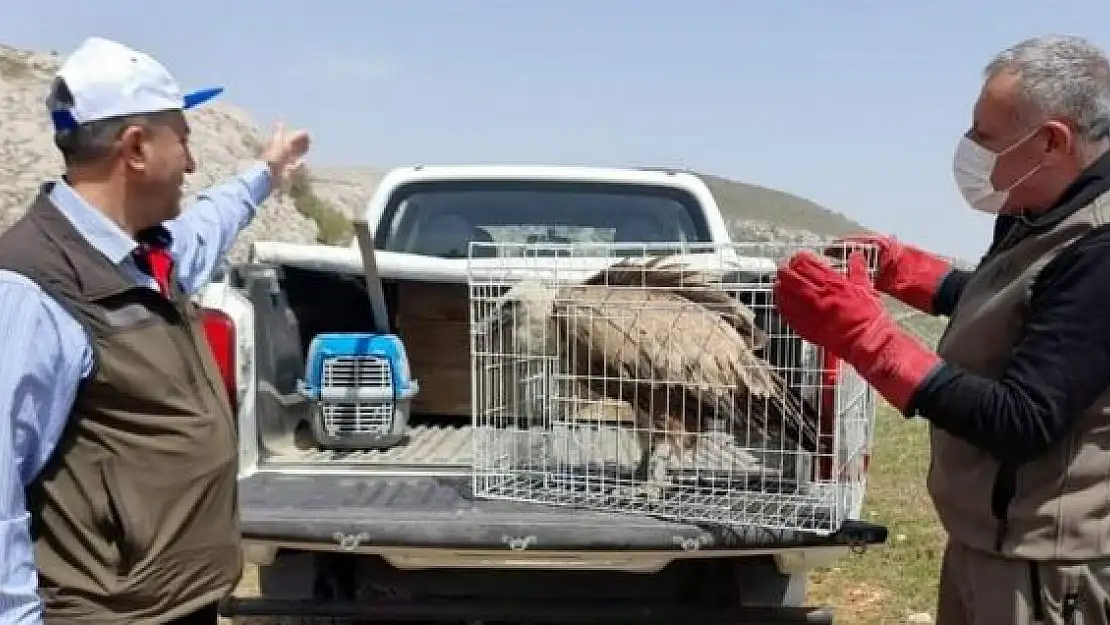 'Tedavisi tamamlanan akbaba, doğaya bırakıldı'