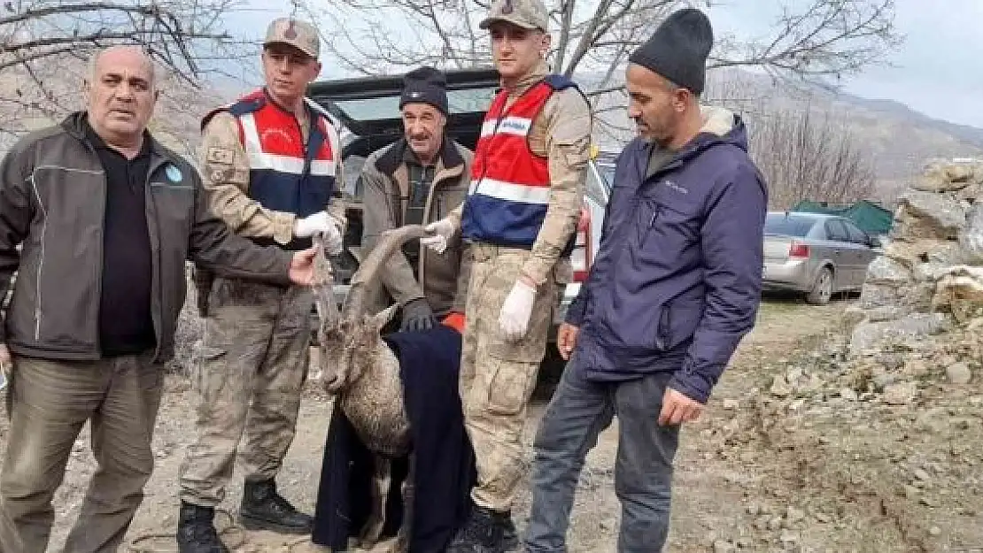 'Tedavisi tamamlanan dağ keçisi doğaya salındı'