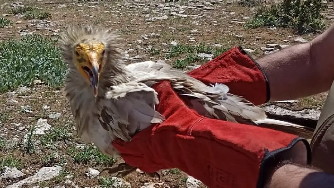 'Tedavisi yapılan akbaba doğaya bırakıldı'