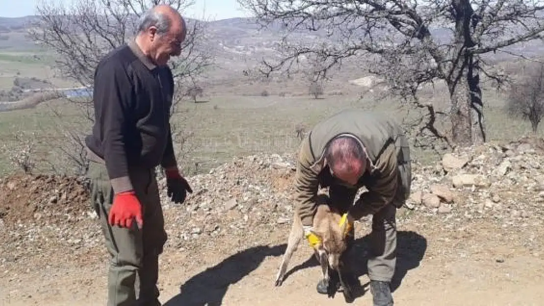 'Tedavisi yapılan yavru yaban keçisi doğaya bırakıldı'