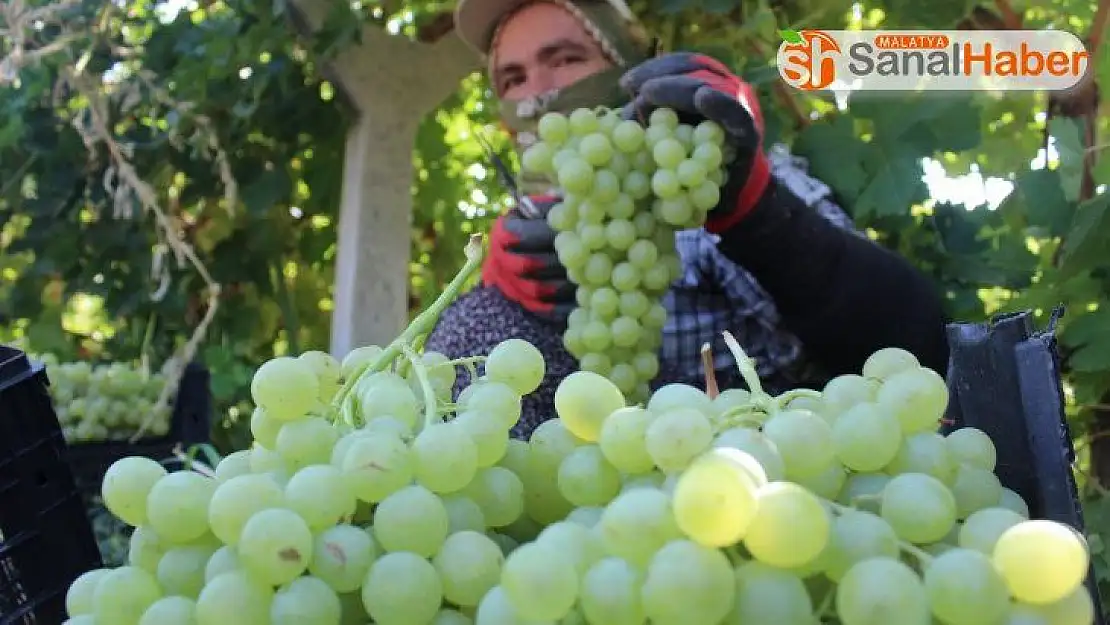 Tescilli üzümde hasat zamanı