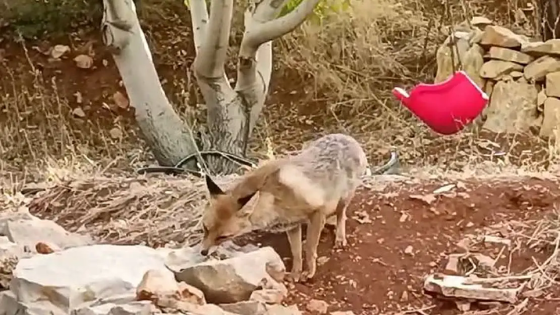 'Tilkiye çocukları gibi baktılar'