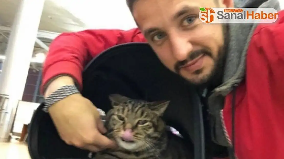 Tombul kedi uçağa alınmayınca sahibi başka kediyi tarttırdı