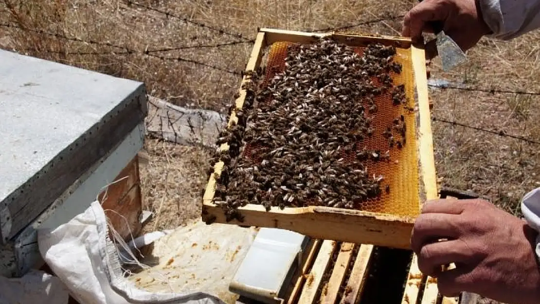 'Toplu arı ölümlerinin sebebi bulundu'