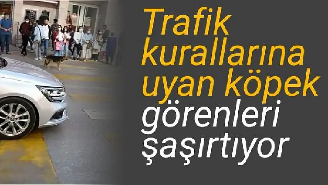Trafik kurallarına uyan köpek görenleri şaşırtıyor