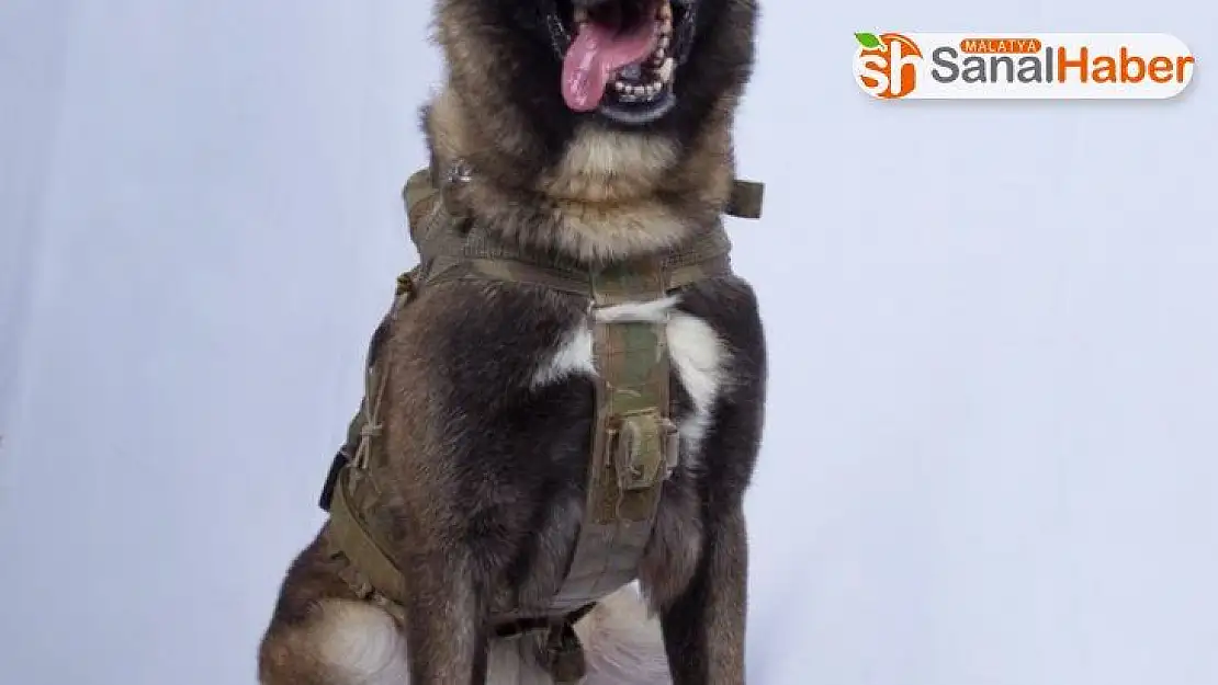 Trump, Bağdadi operasyonunda yaralanan köpeğin fotoğrafını paylaştı