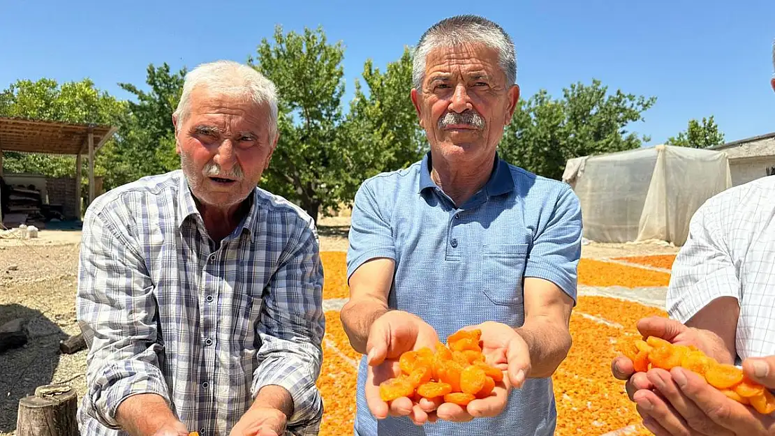 Tüm girdi masrafları yüzde 100 artarken kayısıda fiyat düştü