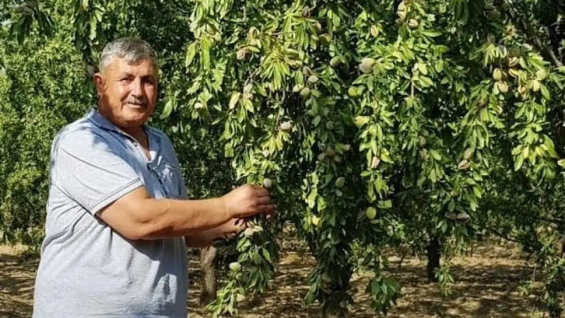 'Turanlı, ''Toprak Mahsulleri Ofisi badem alımını üstlenmelidir'''