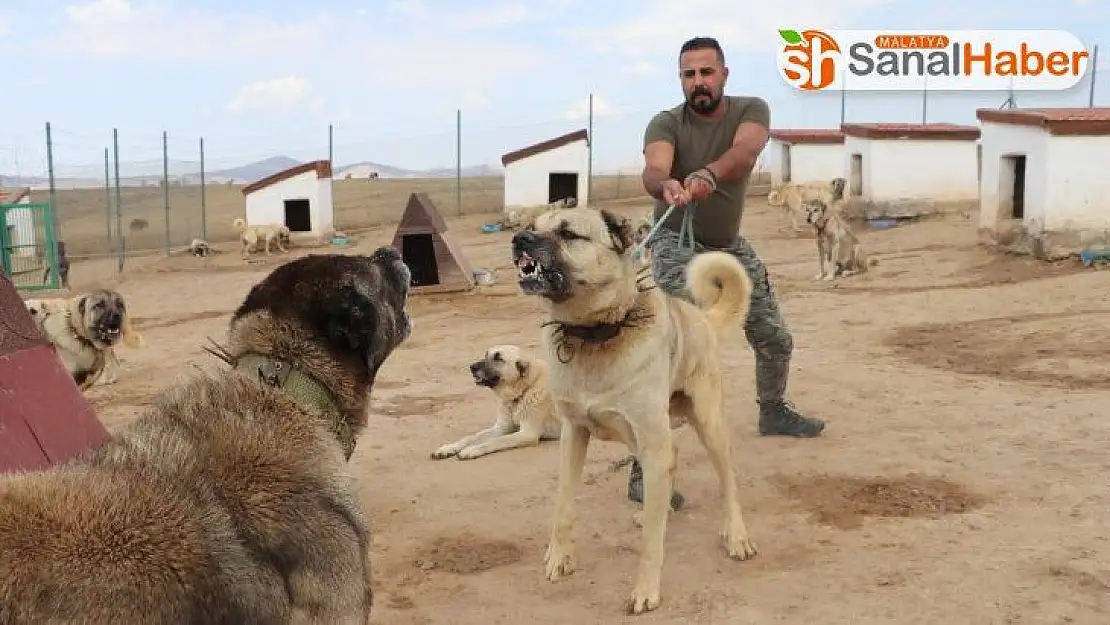 Türk sınırlarını Kangallar koruyacak