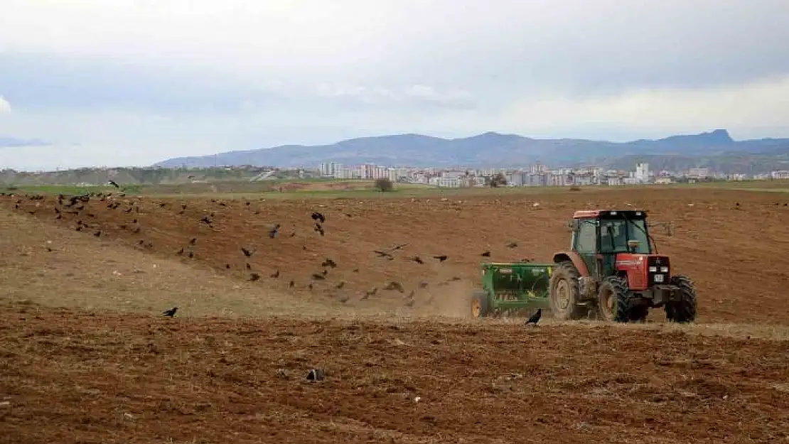 'Türkiye´nin hububat şehrinde ekimler başladı, dikkati ise kargalar çekti'