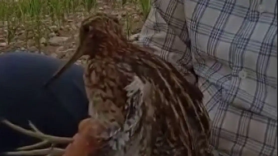 'Türkiyede nadir görülen Gallinago kuşu yaralı halde bulundu'