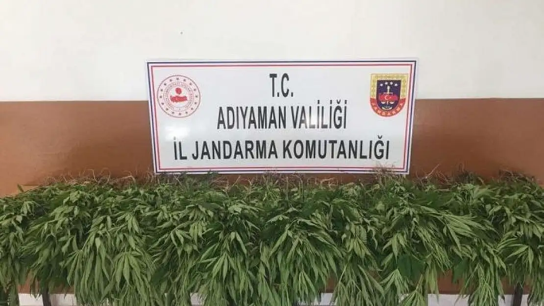 'Tut ilçesinde kenevir bitkisi ele geçirildi'