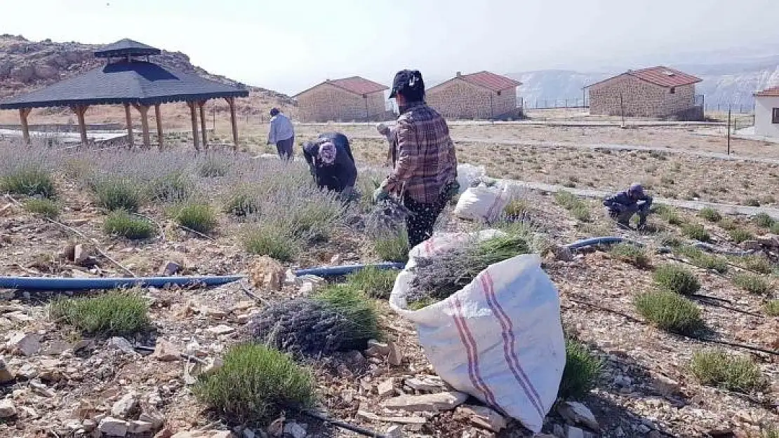 'Tut ilçesinde lavanta hasadı yapıldı'