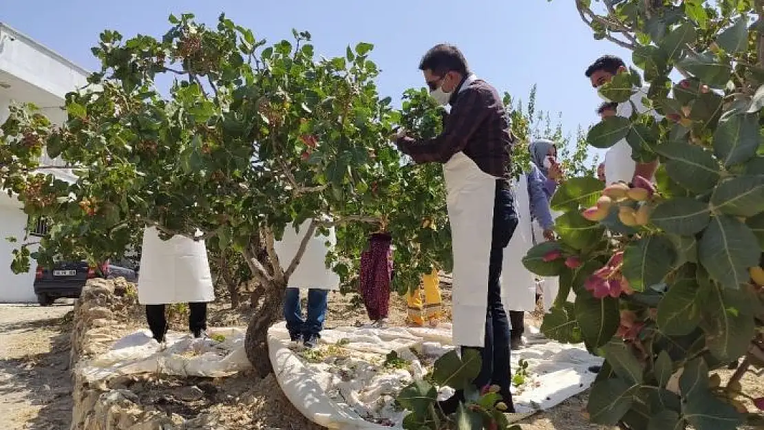 'Tut Kaymakamı Tugay fıstık hasadına katıldı'