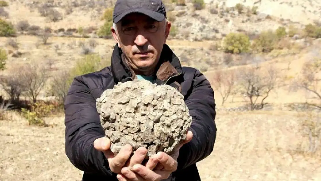 'Tut´ta 10 kilo ağırlığında 65 milyon yıllık deniz mercanı bulundu'