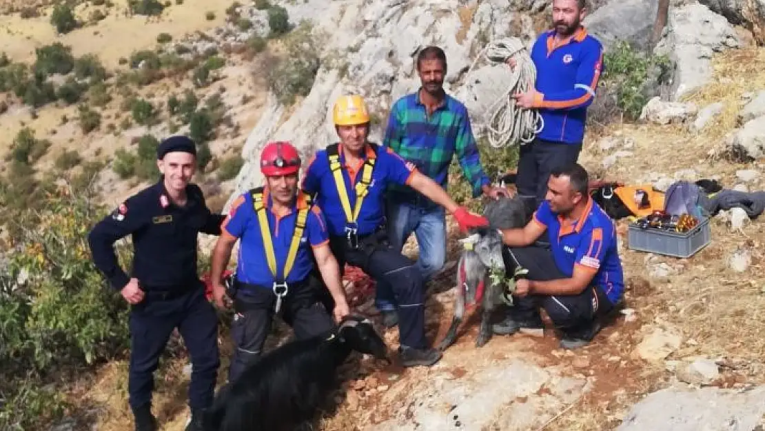 'Uçurumda 3 gün mahsur keçileri AFAD kurtardı'