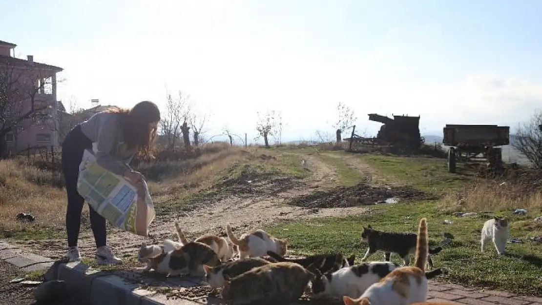 'Üniversite öğrencilerinden, ''Mama kumbarası'' ile sokak hayvanlarına destek'
