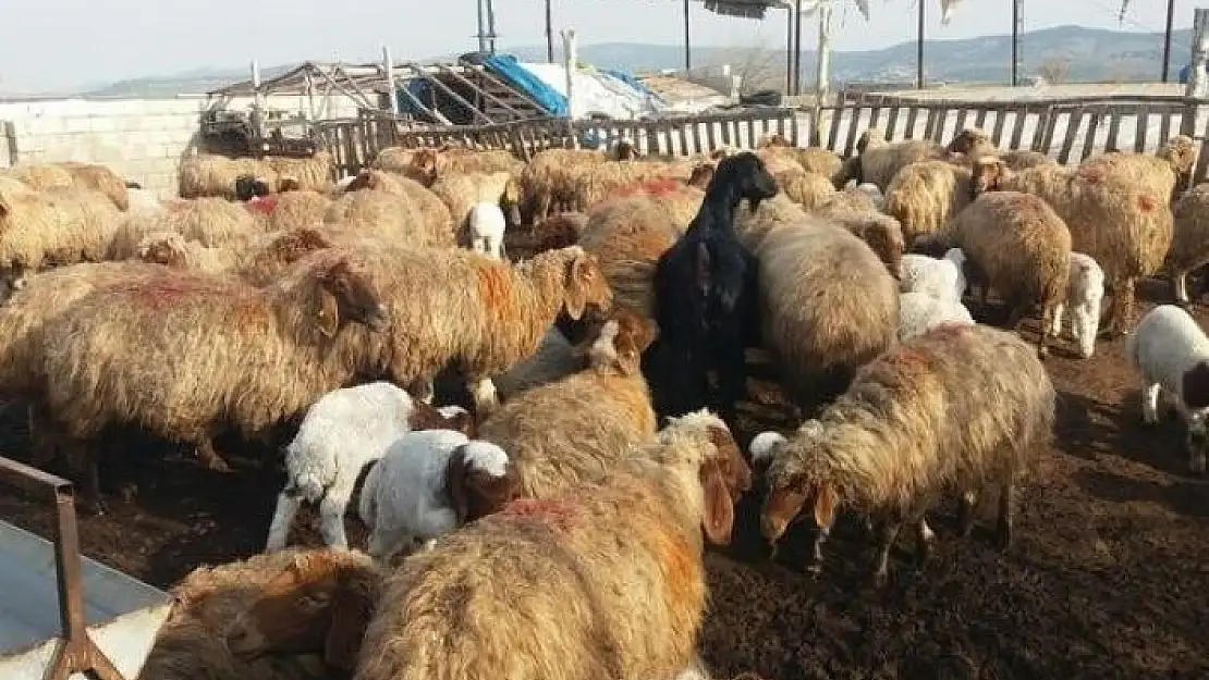 'Üretim tamamlandı, göçerler yaylalardan indi'