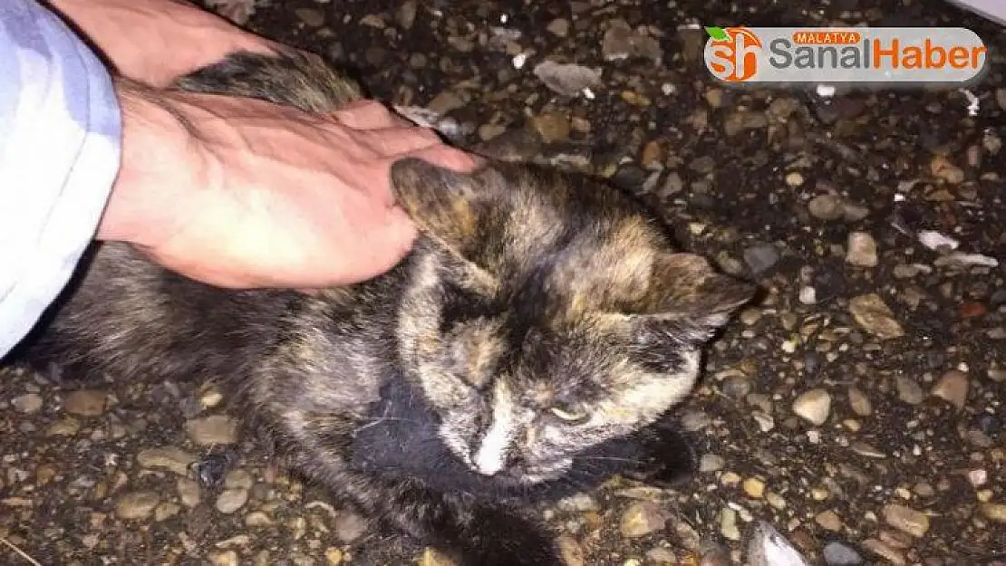 Uyuşturucu kuryesi kedi gardiyanlara yakalandı