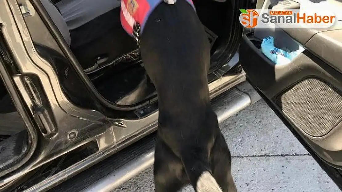 Uyuşturucu tacirleri Narkotik Köpeği 'Salgın'a takıldı