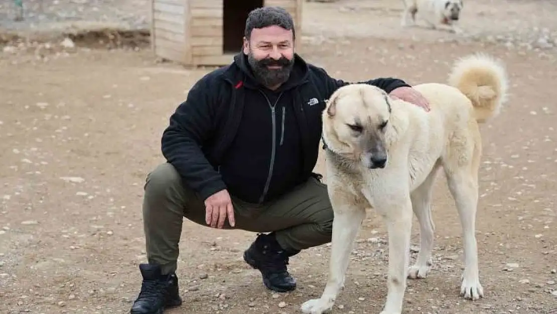 'Uzmanı açıkladı: Anadolu Aslanı Kangallar, doğal Kurt savar'