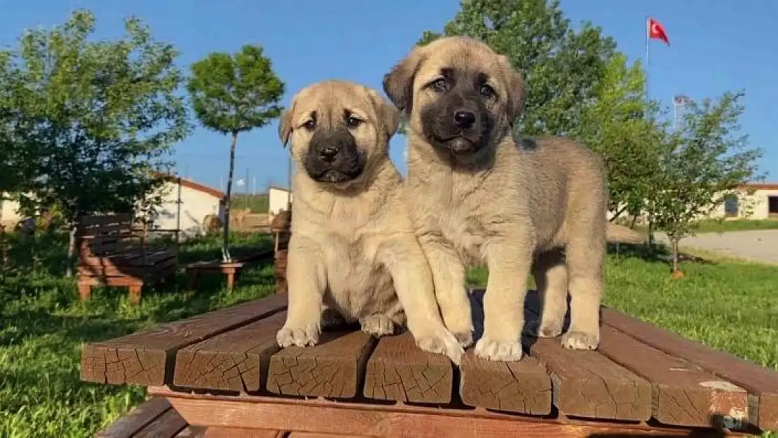 'Uzmanı açıkladı, sokak köpeği sorununun çözümü doğru çiftleştirmeden geçiyor'