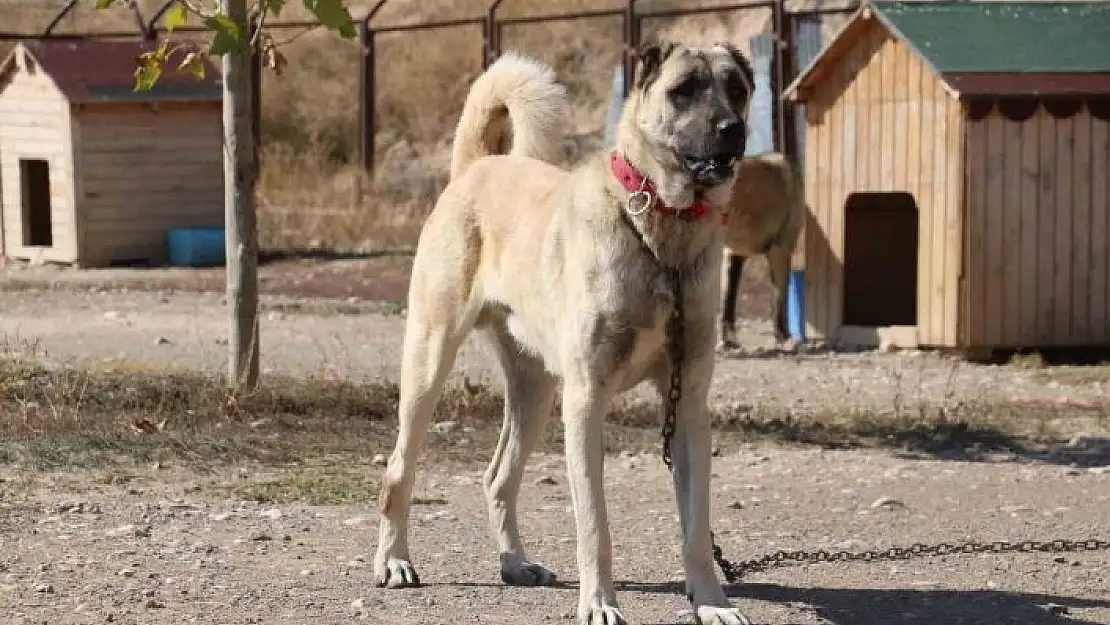 'Uzmanı gerçek kangal köpeklerinin özelliklerini anlattı'