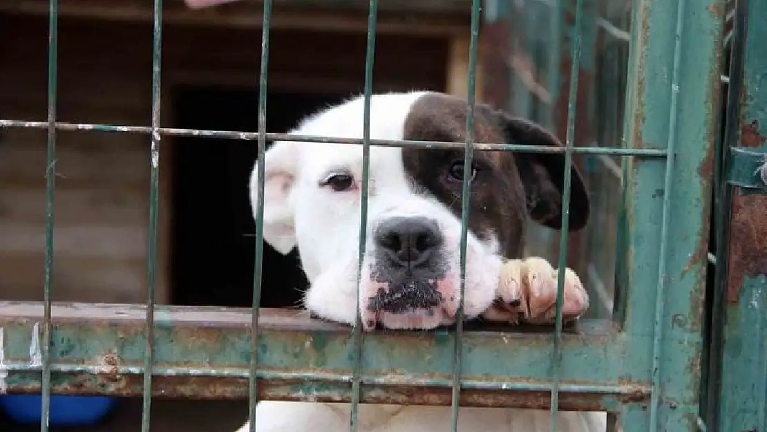 'Uzmanı uyardı, ''Hareketsiz kalmak köpek saldırılarını önleyebilir'''