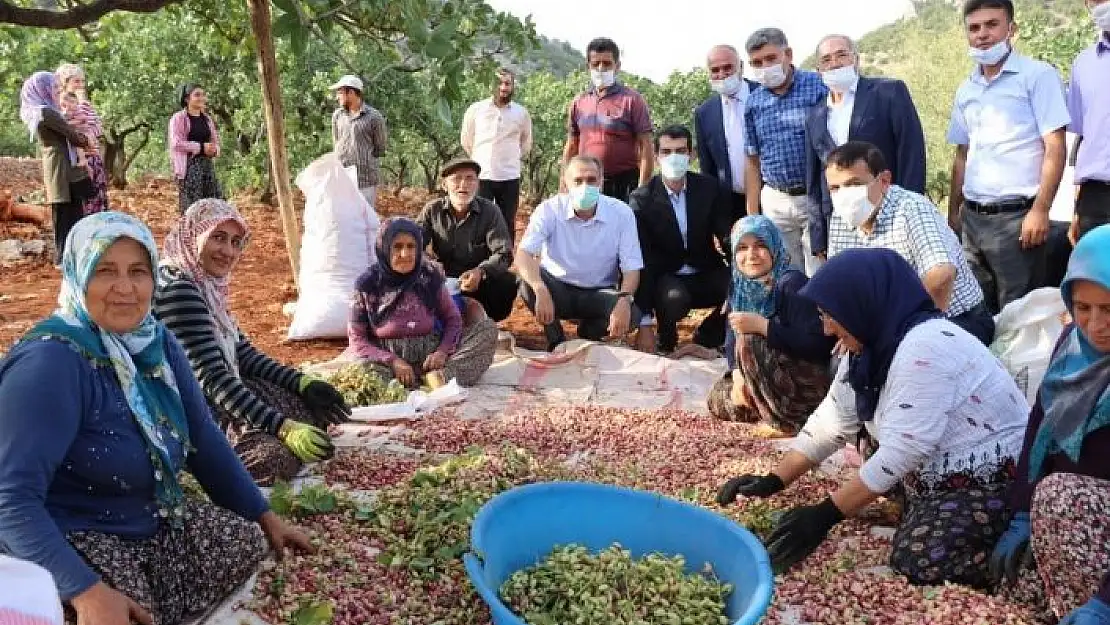 'Vali Çuhadar fıstık hasadına katıldı'