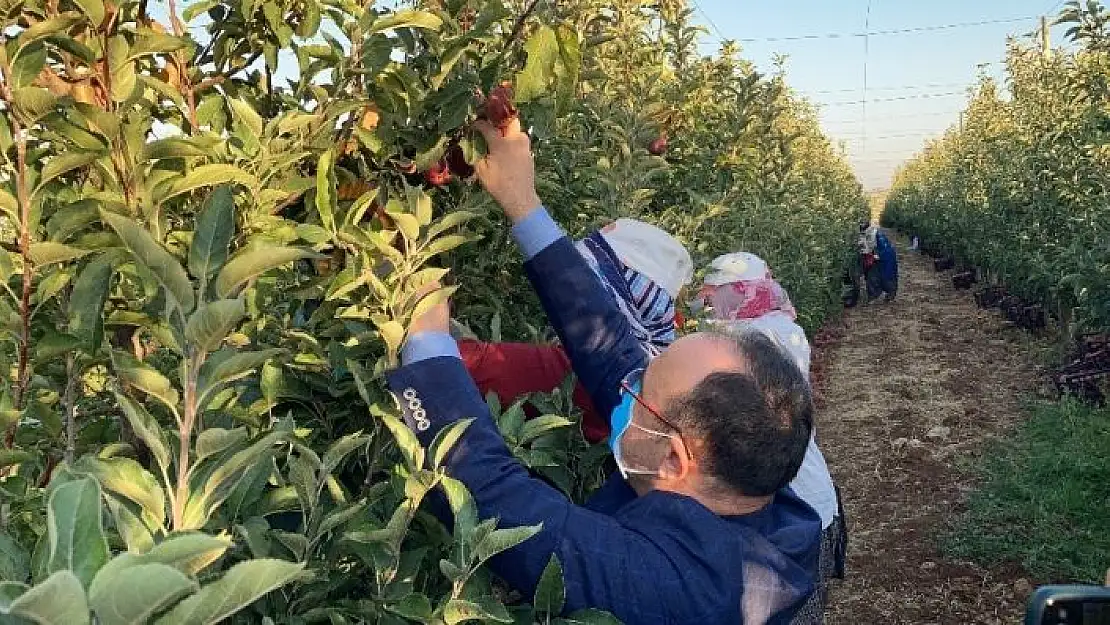 'Vali Erkaya Yırık, elma hasadına katıldı'