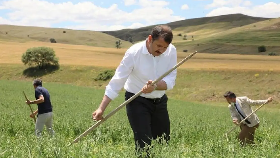 'Vali kolları sıvadı, tarlaya girip tırpanla yem bitkisi hasat etti'