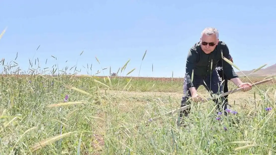 'Vali Şimşek, traktör ve tırpanla hasat yaptı'