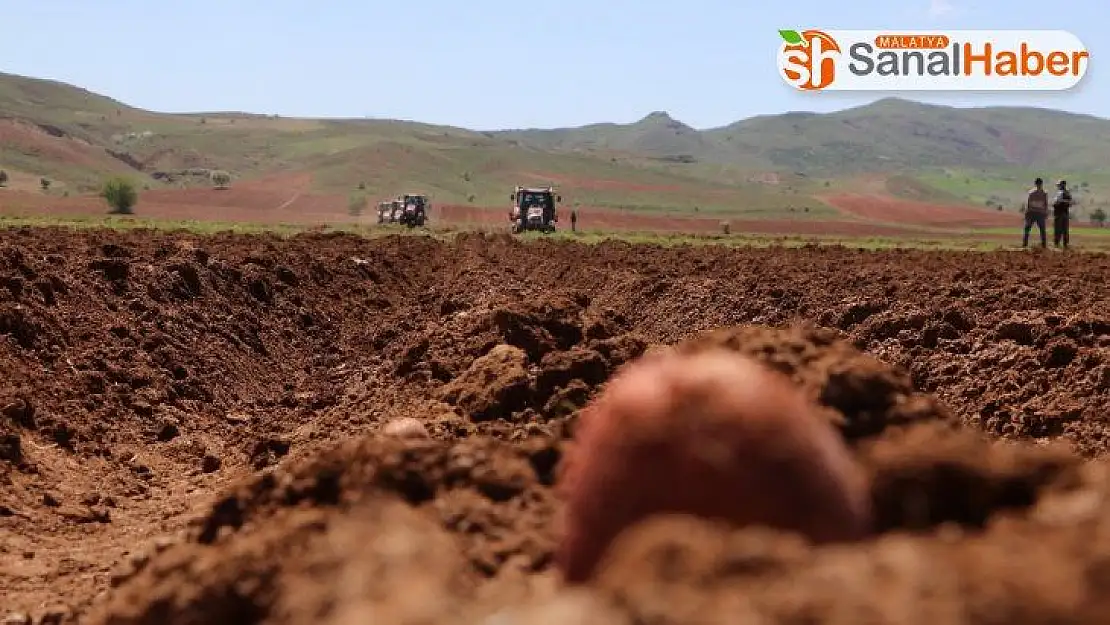 Vali traktör koltuğuna geçti, patates ve pancar ekti