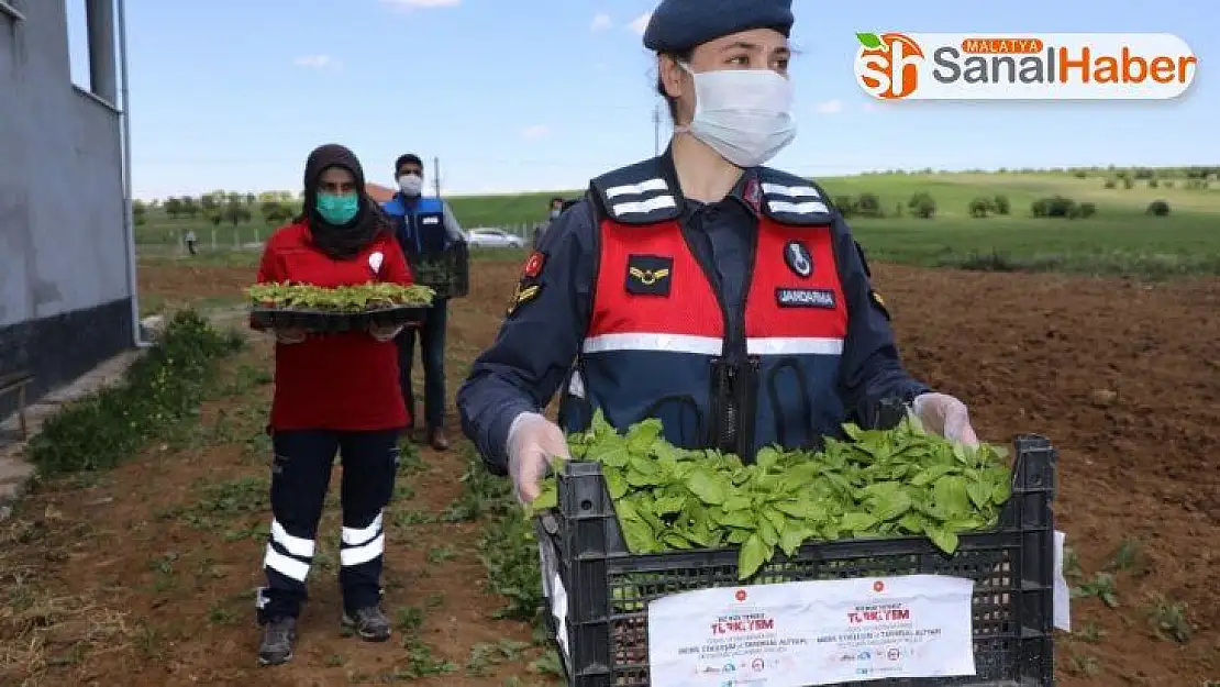 Vefalı eller, 2 milyon fideyi çiftçiye ulaştırmaya başladı