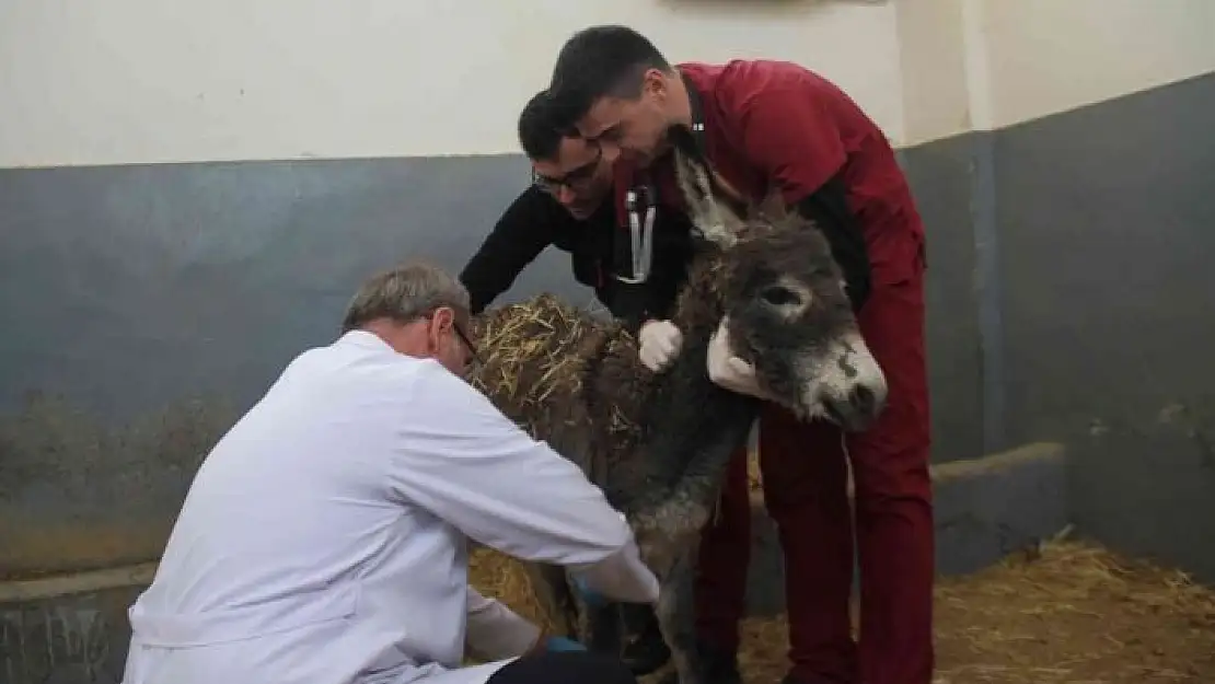 'Vücudunda yanıklar bulunan sıpa tedavi edildi'