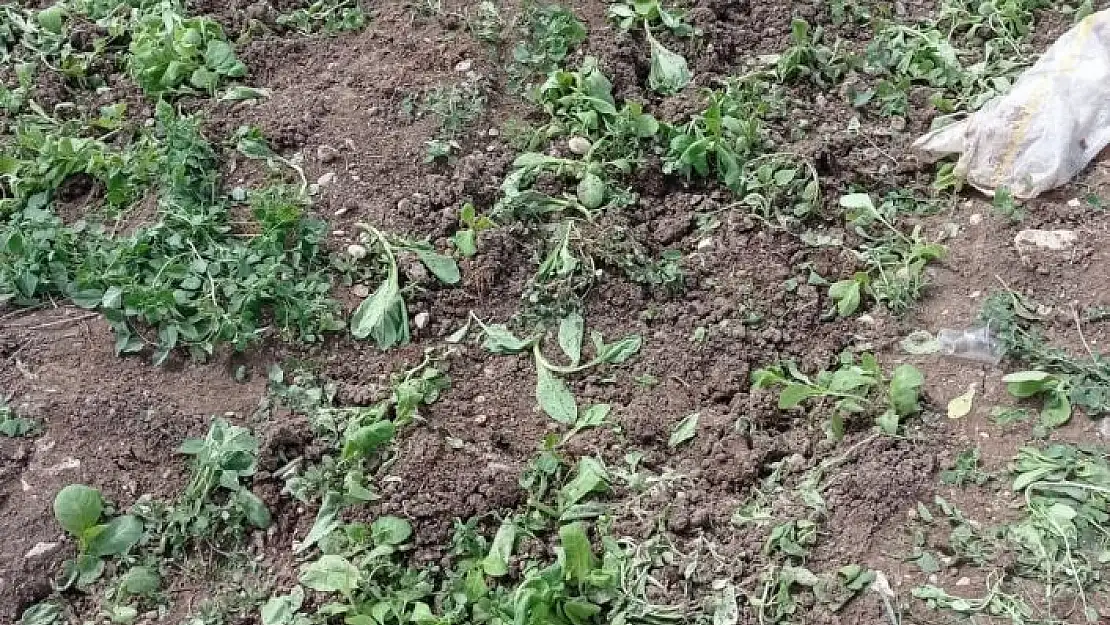 'Yaban domuzları ekinlere zarar verdi'