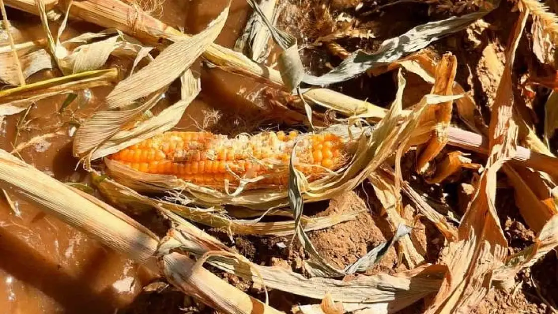 'Yaban domuzları mısır tarlasına zarar verdi'