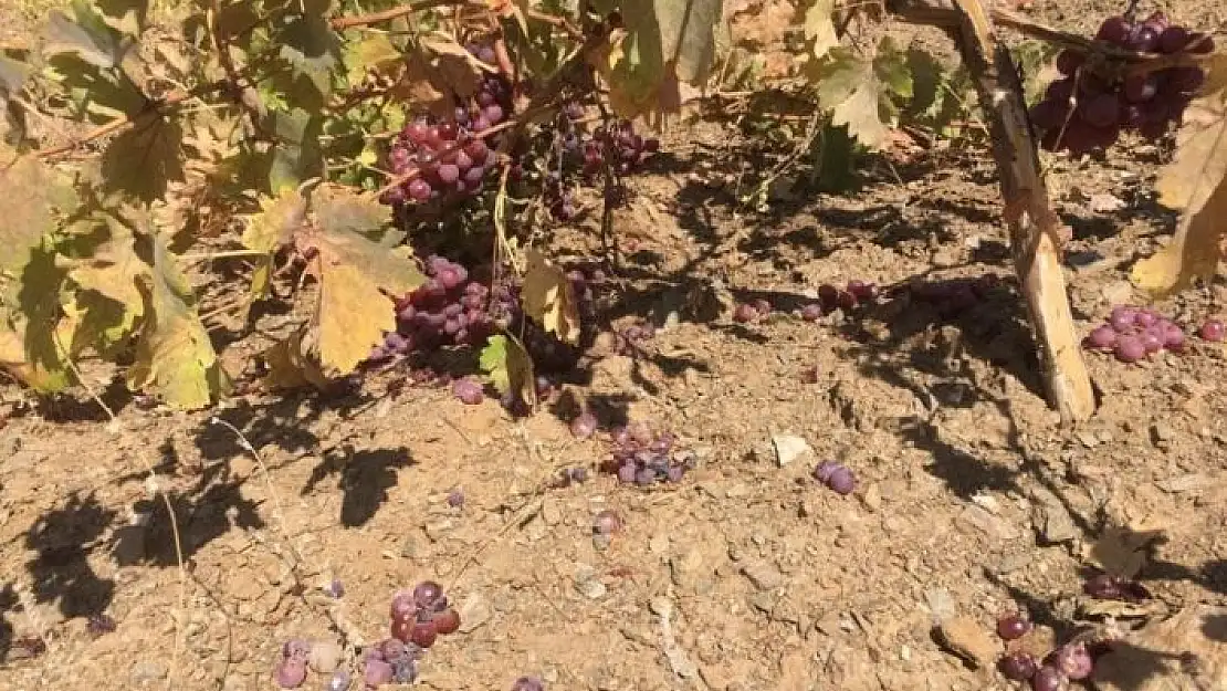 'Yaban domuzları üzüm bağlarına zarar verdi'