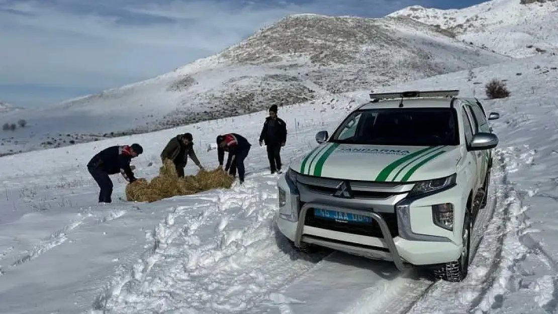 'Yaban hayvanları için doğaya yem bırakıldı'