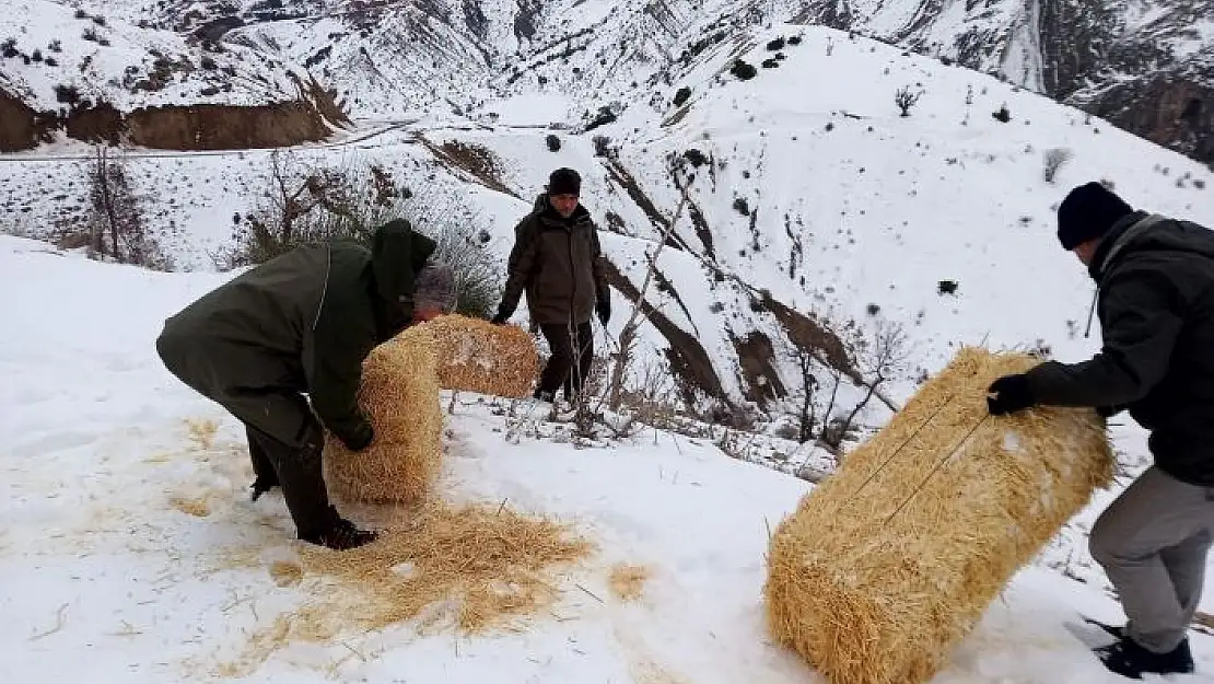 'Yaban hayvanları için karlı dağlara yem bırakıldı'
